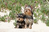 YORKSHIRE TERRIER 029